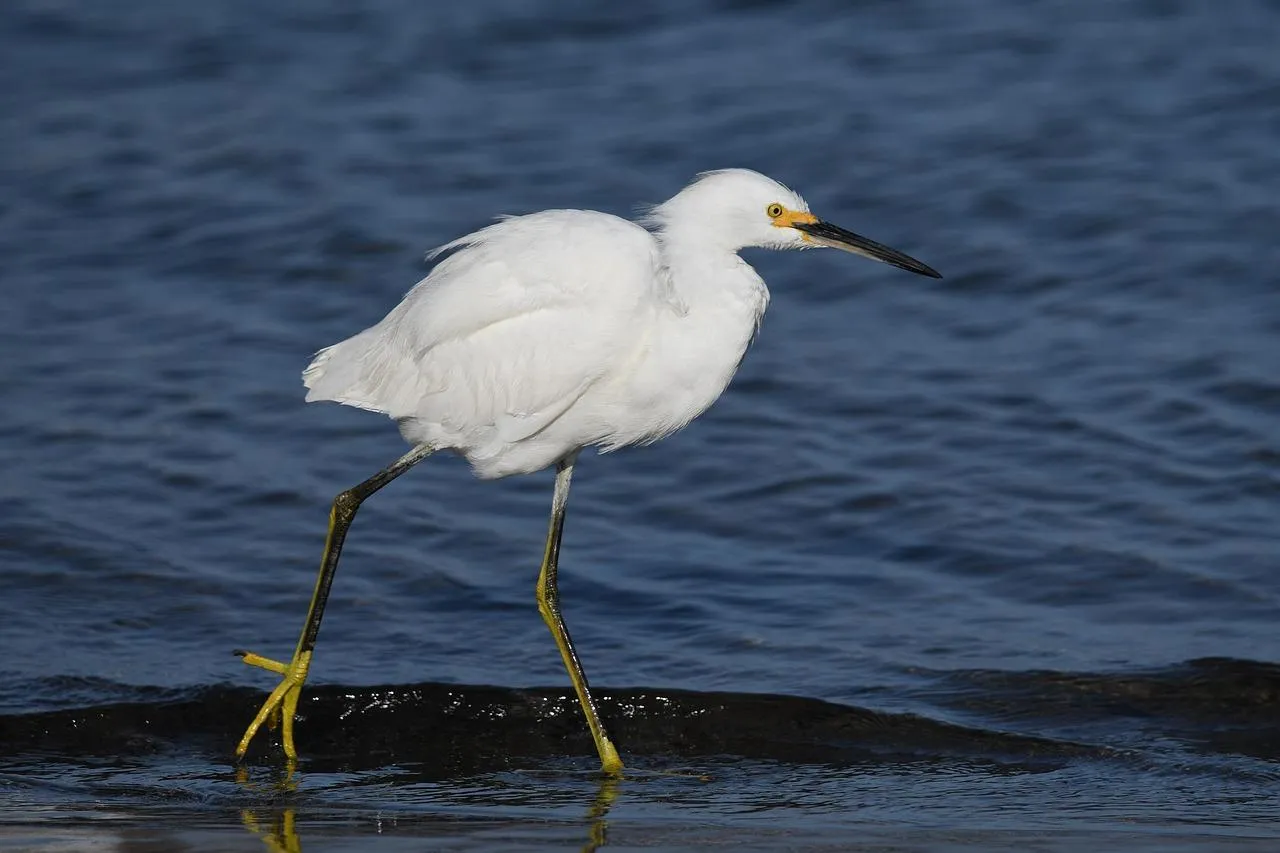 White egret waits motionless in shallow wetland water