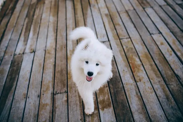 White Fluffy Dog Happily Walking on a Wooden Deck Wallpaper