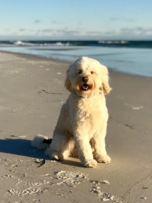 White Fluffy Puppy Sitting and Enjoying on the Beach Image