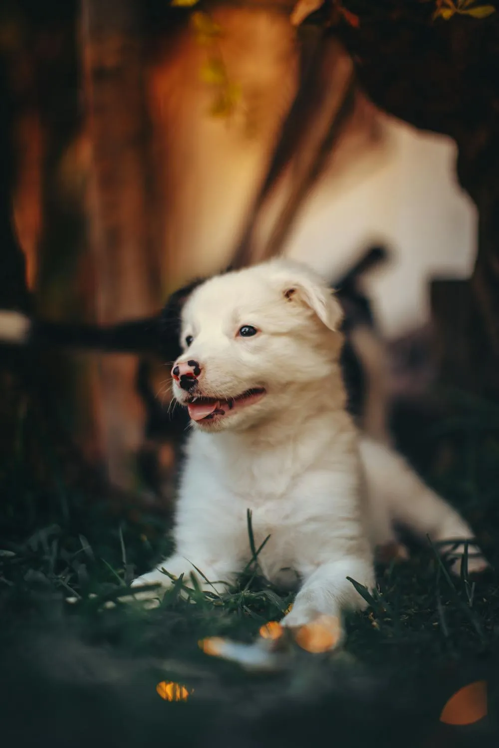 White Fluffy Puppy Sitting Under a Tree at Dusk Wallpaper