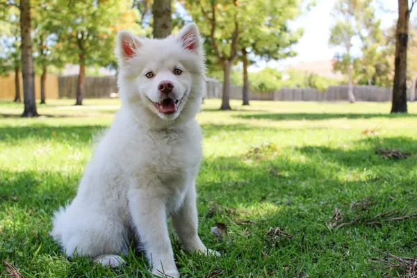 White Fluffy Puppy Standing in a Park with Green Trees Image