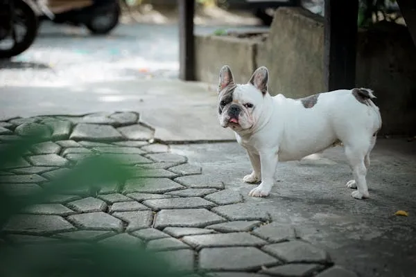 White French Bulldog Standing on a Paved Outdoor Walkway