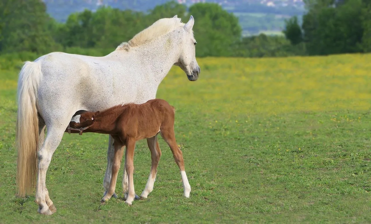 White Horse and Brown Horse Grazing on Green Field