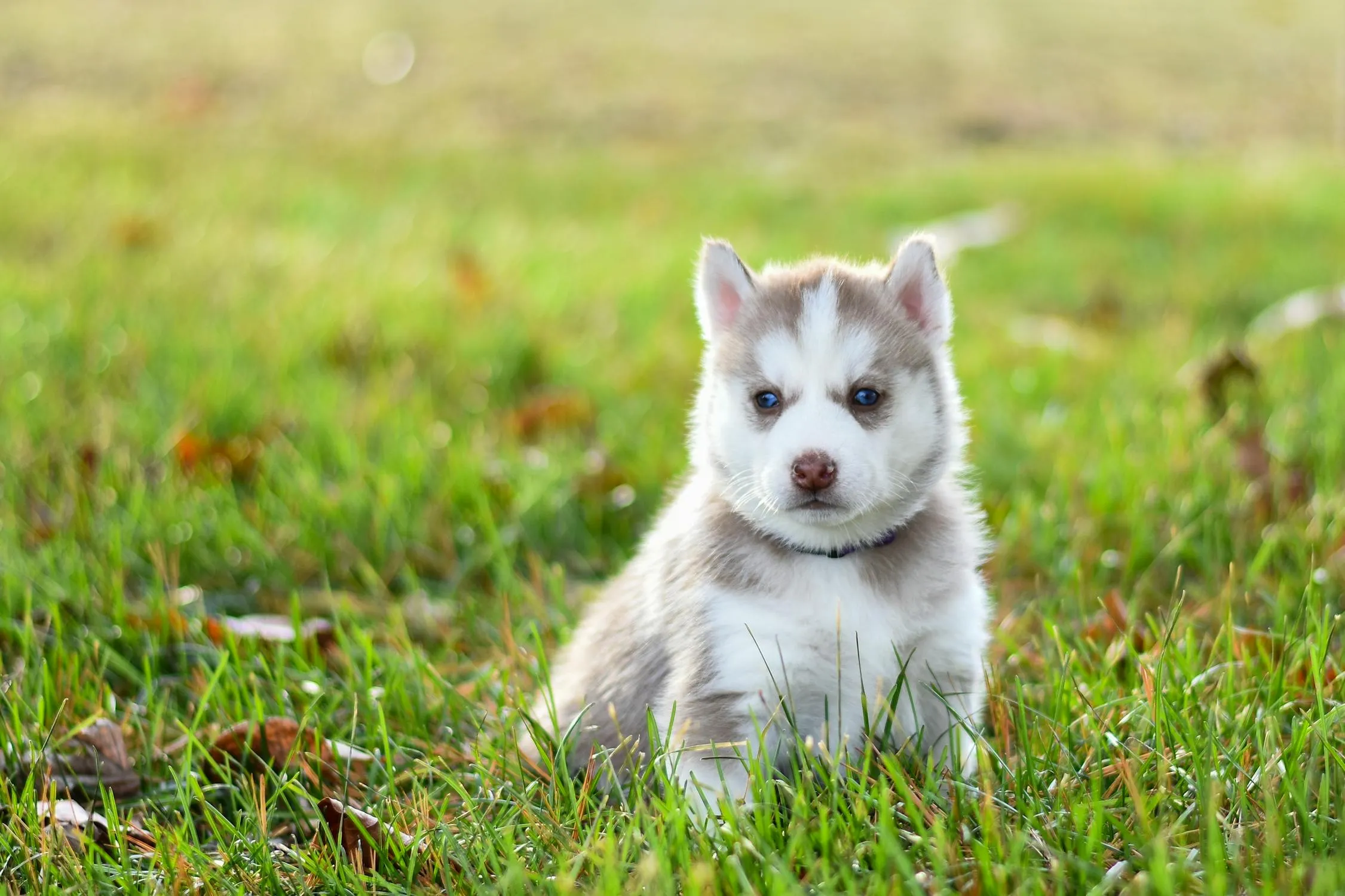 White Husky Puppy Sitting in the Field with Curious Eyes