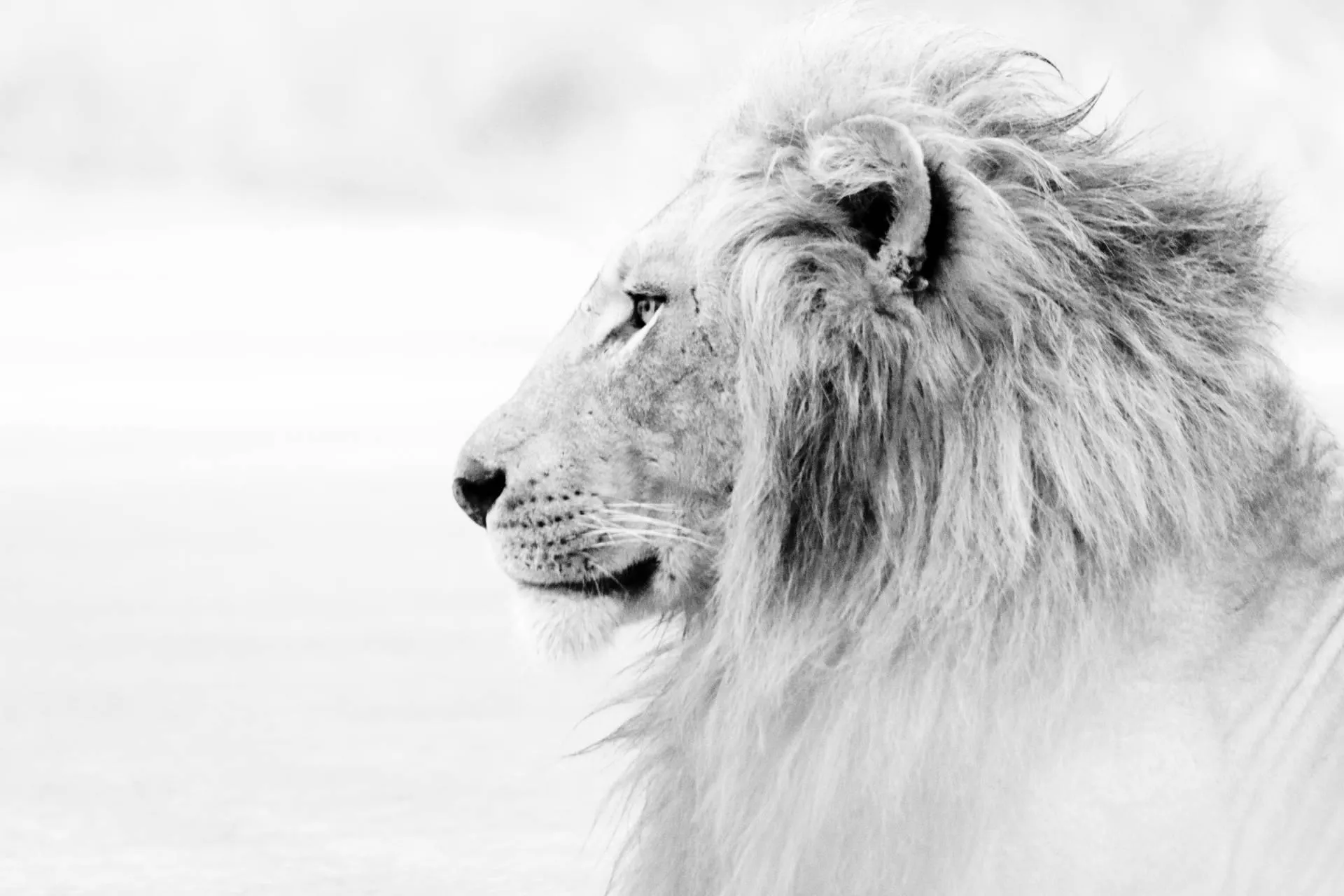 White Lion Portrait in Black and White Style Wallpaper