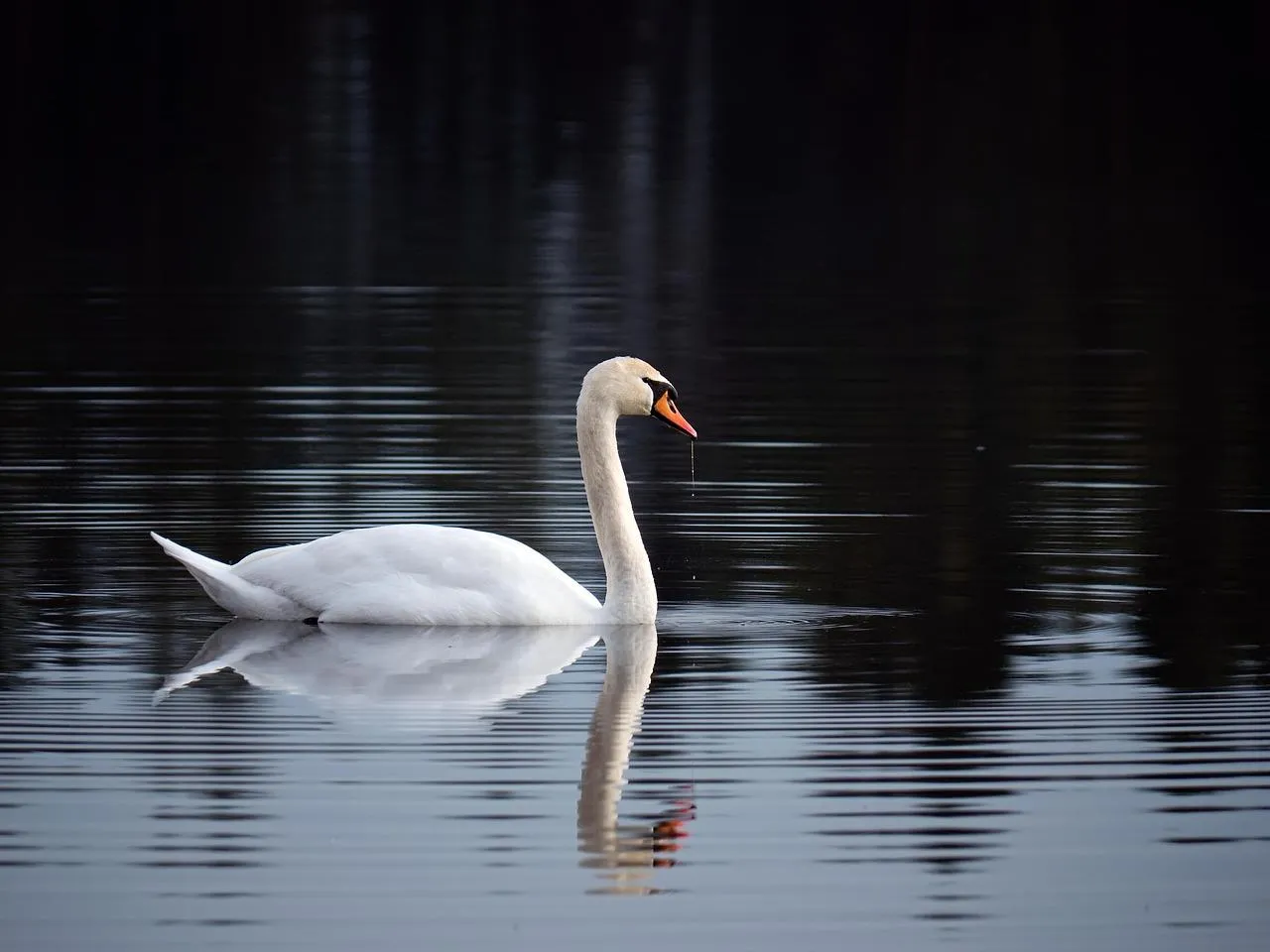 White Pelican Floating on Still Water in Evening Light