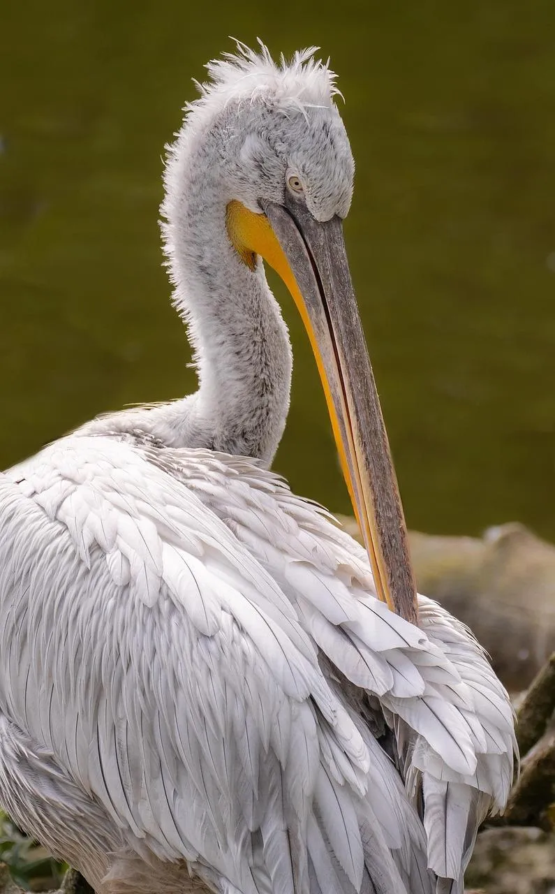 White pelican standing by calm waters free Wallpaper