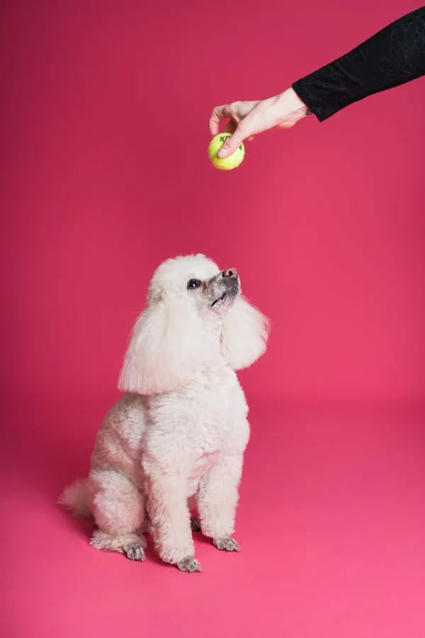 White Poodle Sitting and Looking at a Hand Holding a Ball