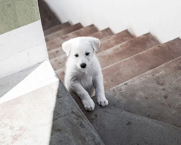 White Puppy Climbing Stairs Inside House Free Hd Image