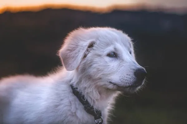 White Puppy Looking Thoughtfully at the Sunset Sky Image