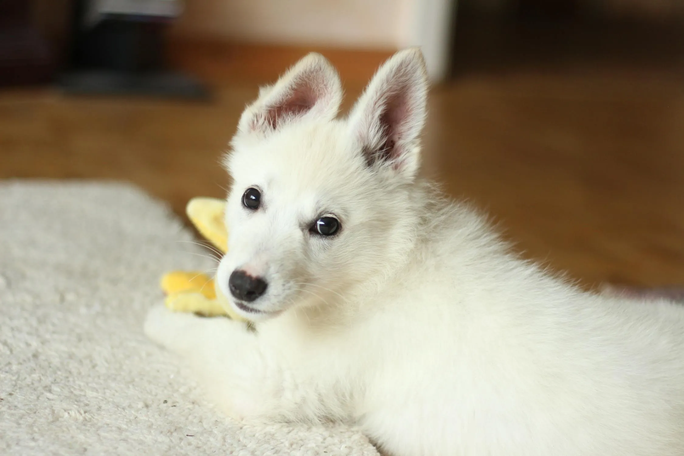 White Puppy Lying on the Carpet with a Yellow Colour Toy