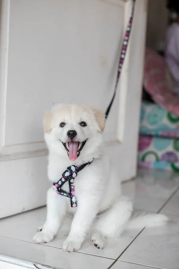 White Puppy on Leash Sitting Inside with Tongue Out Image
