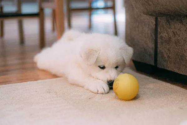 White Puppy Playing Inside Next To a Small Yellow Ball Image