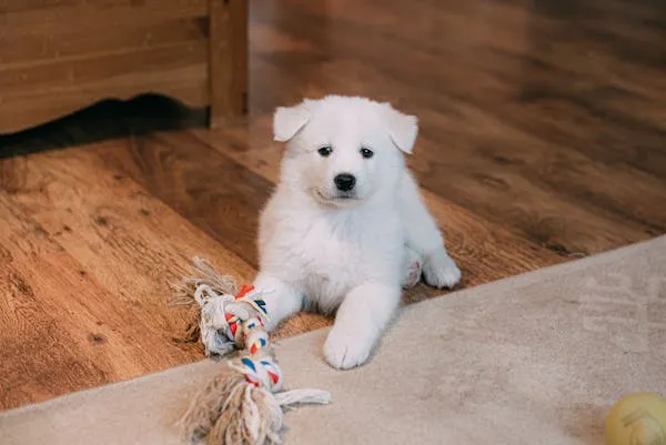 White Puppy Playing Inside on a Wooden Floor with a Toy