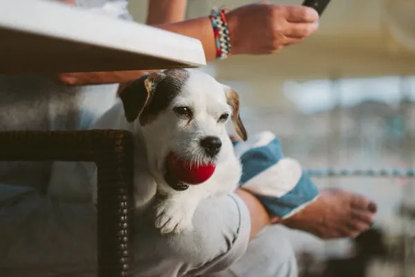 White Puppy Playing with Red Ball Sitting Above the Laps