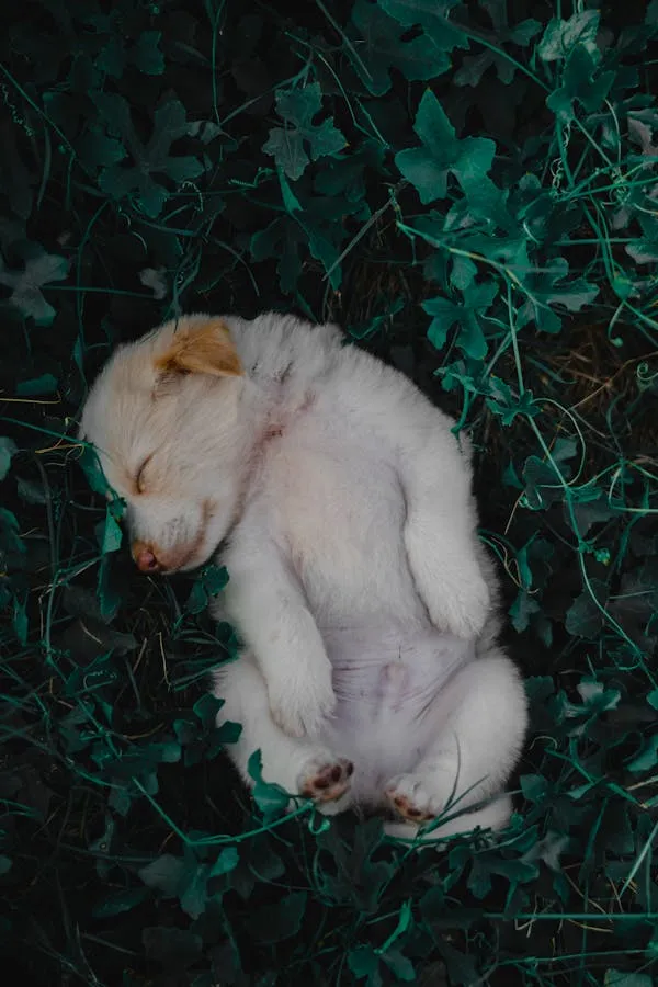 White Puppy Sleeping Peacefully on Green Leaves Wallpaper