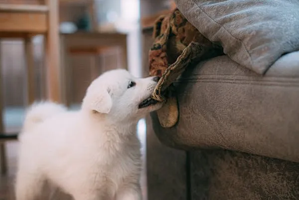 White Puppy Tugging on Blanket Of a Living Room Sofa Image