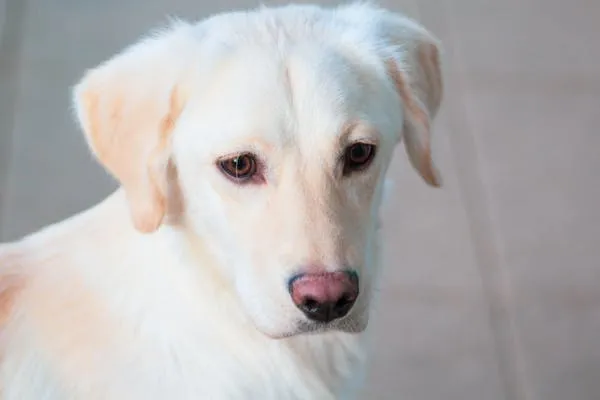 White Puppy with Floppy Ears Staring with a Sad Face Image