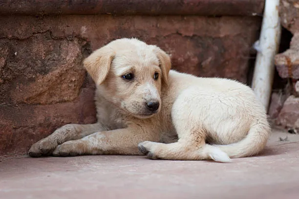 White Puppy with Sad Eyes Lying Beside a Stone Wall Image