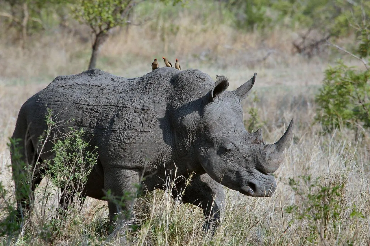 White Rhinoceros Walking in Grassland With Oxpeckers