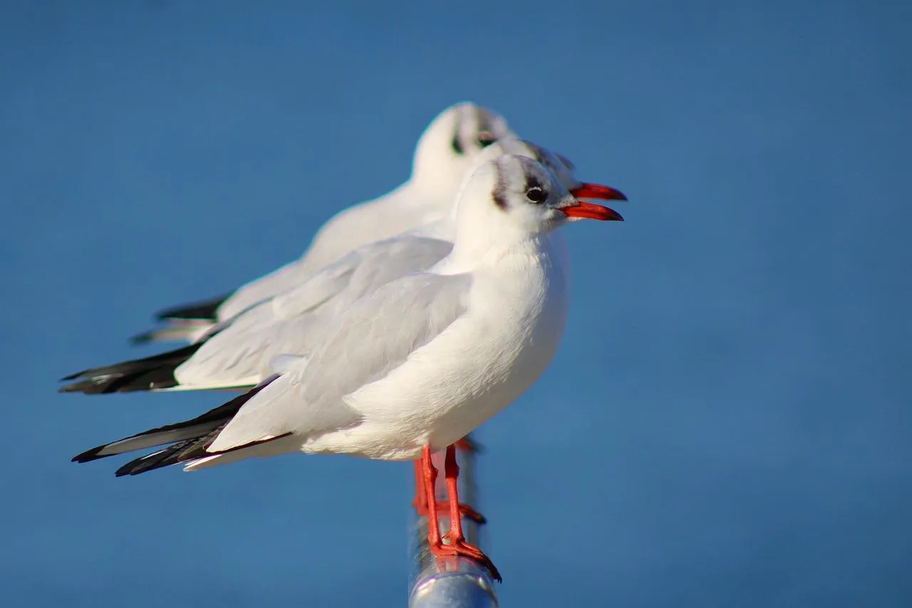 White seagull perched calmly with blue sky background