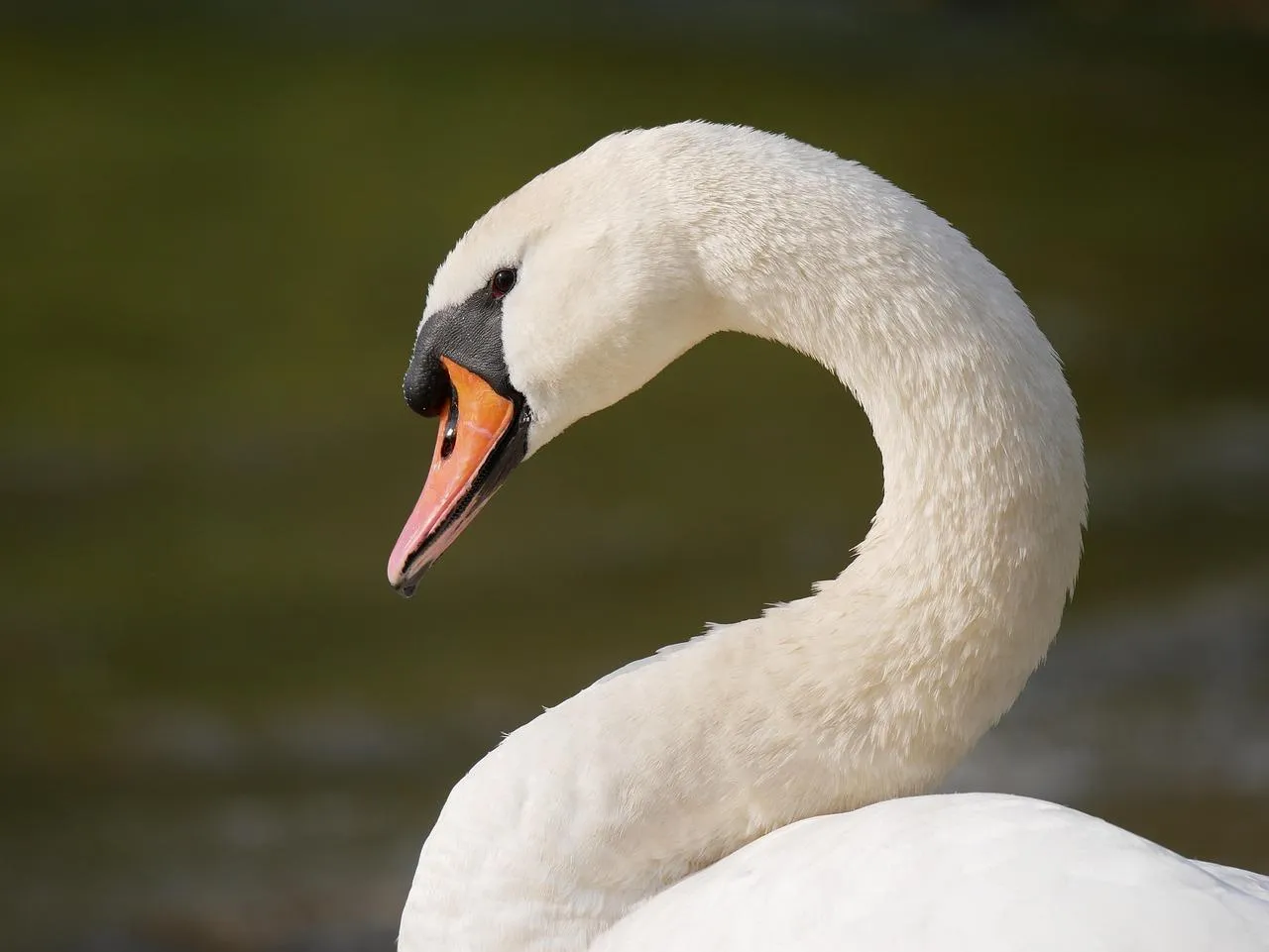 White swan gliding gracefully on a calm lake Wallpaper