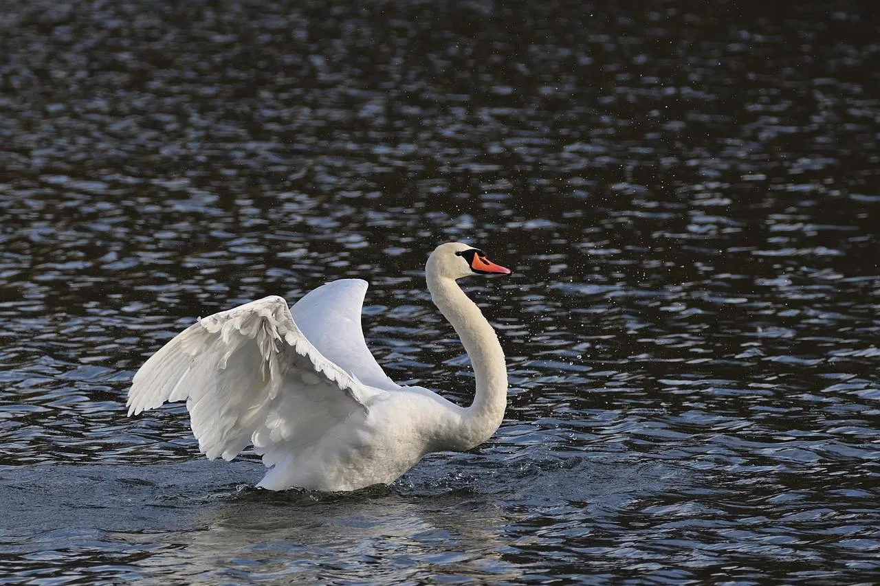 White Swan Gliding Peacefully on Dark Calm Water Surface