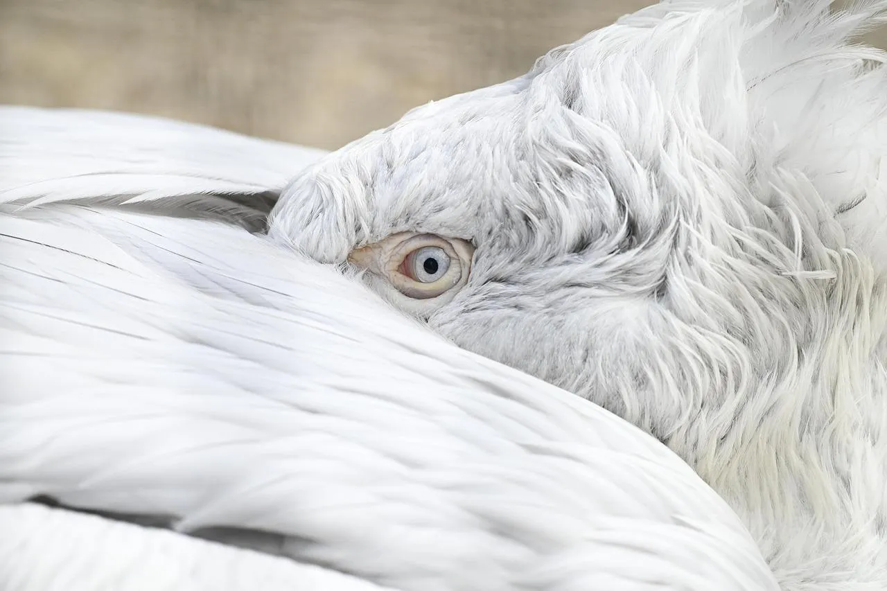 White Swan Preening Feathers Gracefully free Wallpaper