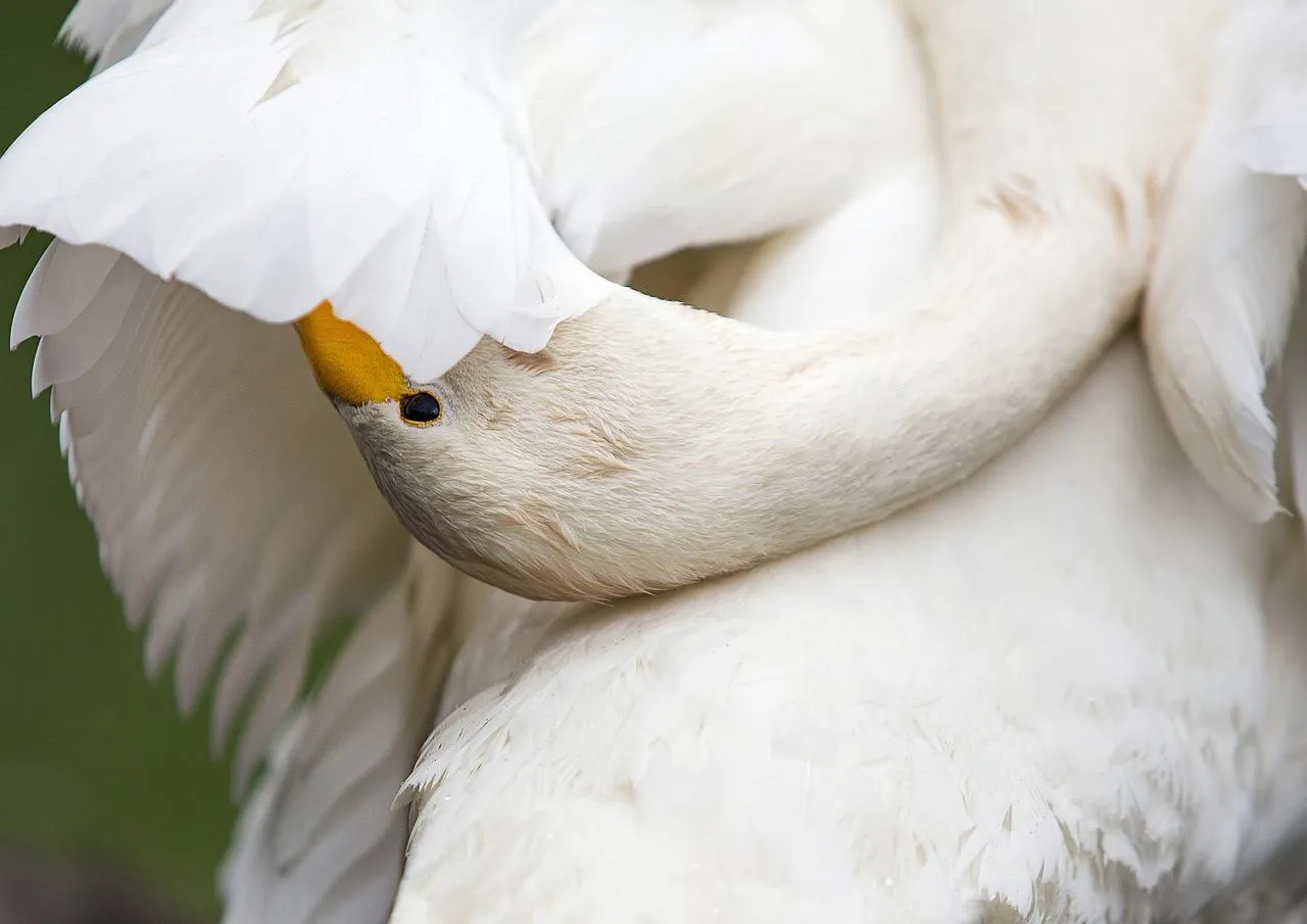 White Swan Sleeping Gracefully with Head Tucked In