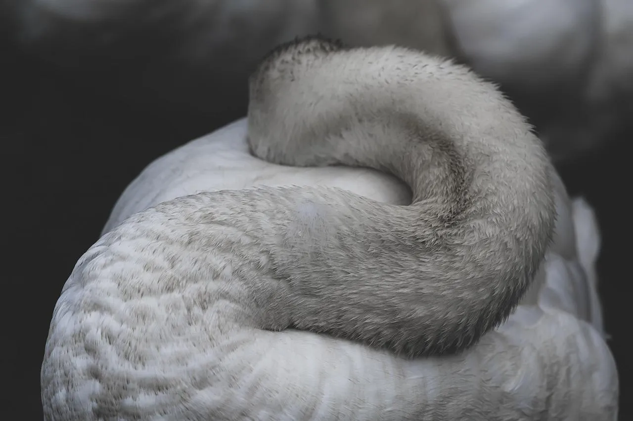 White Swan Sleeping Peacefully Curled into Itself wallpaper
