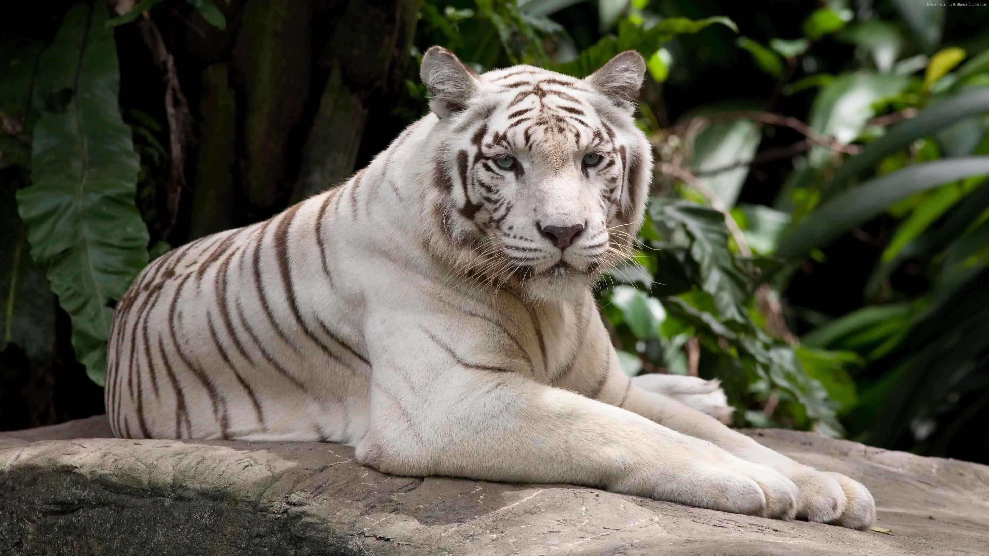 White Tiger Relaxing on Branch in Green Jungle Wallpaper