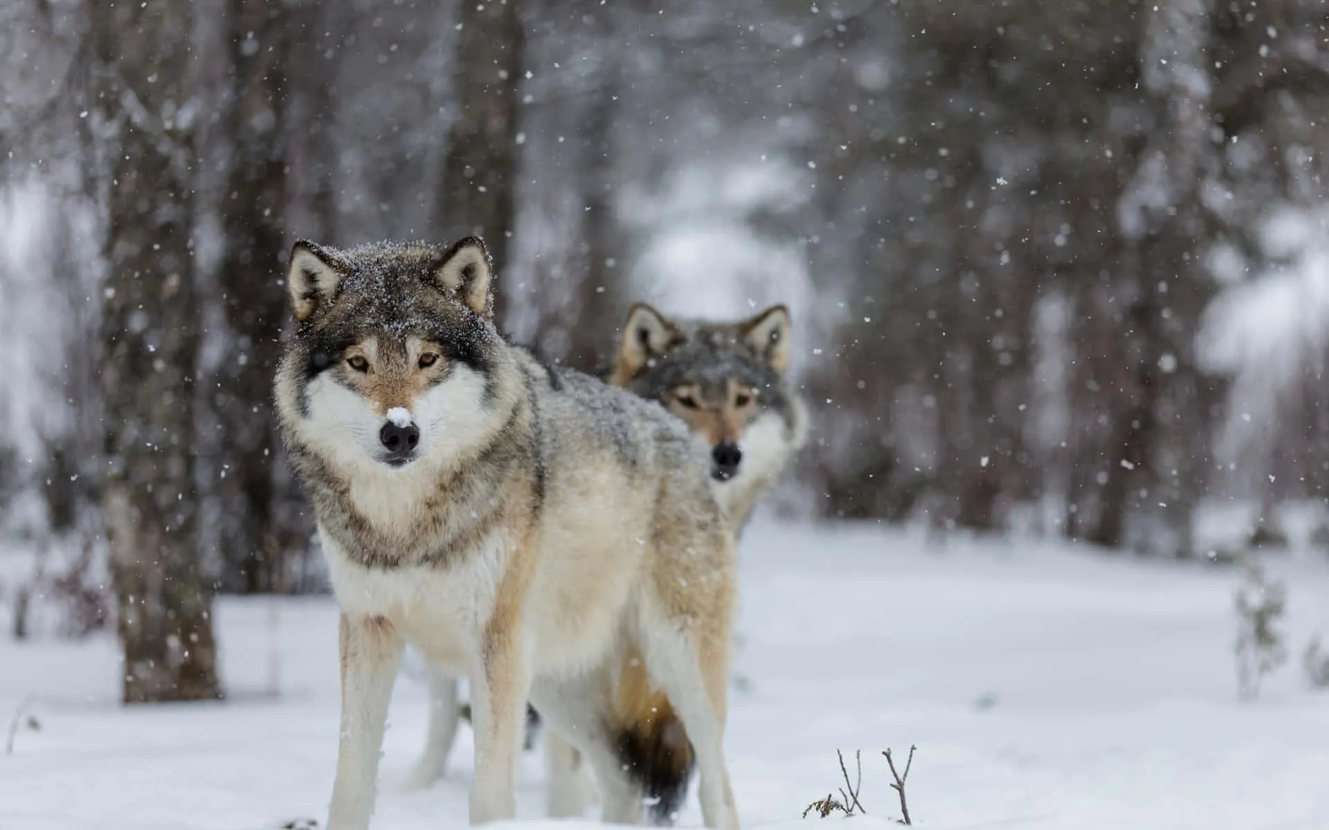 White wolf walking through snow covered forest Wallpaper