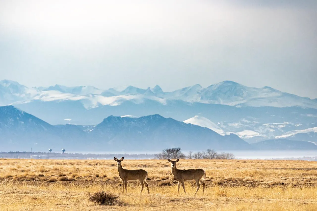 Wide Open Savannah with Grazing Wildlife Under Clear Sky
