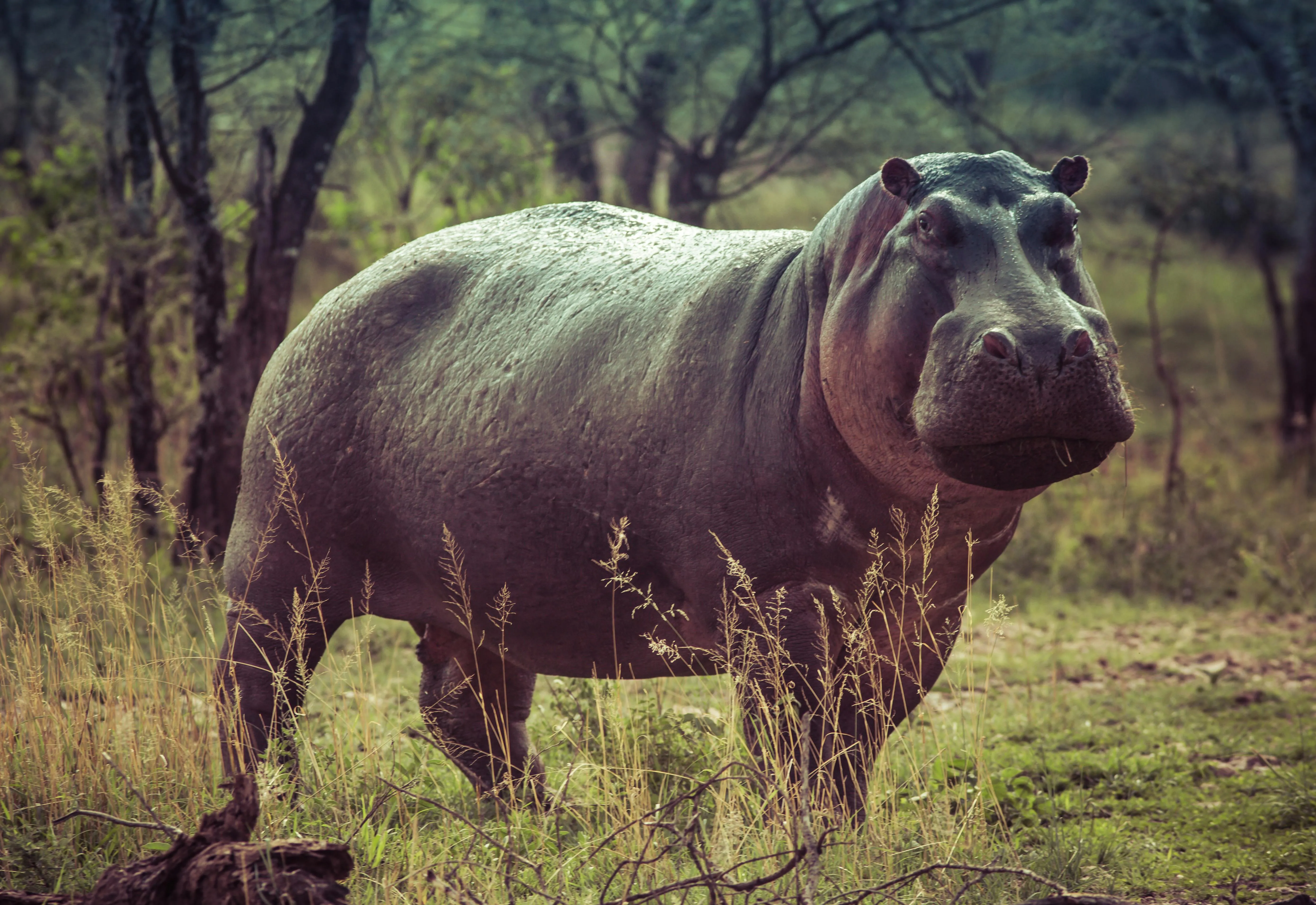 Wild buffalo standing quietly in a muddy open field