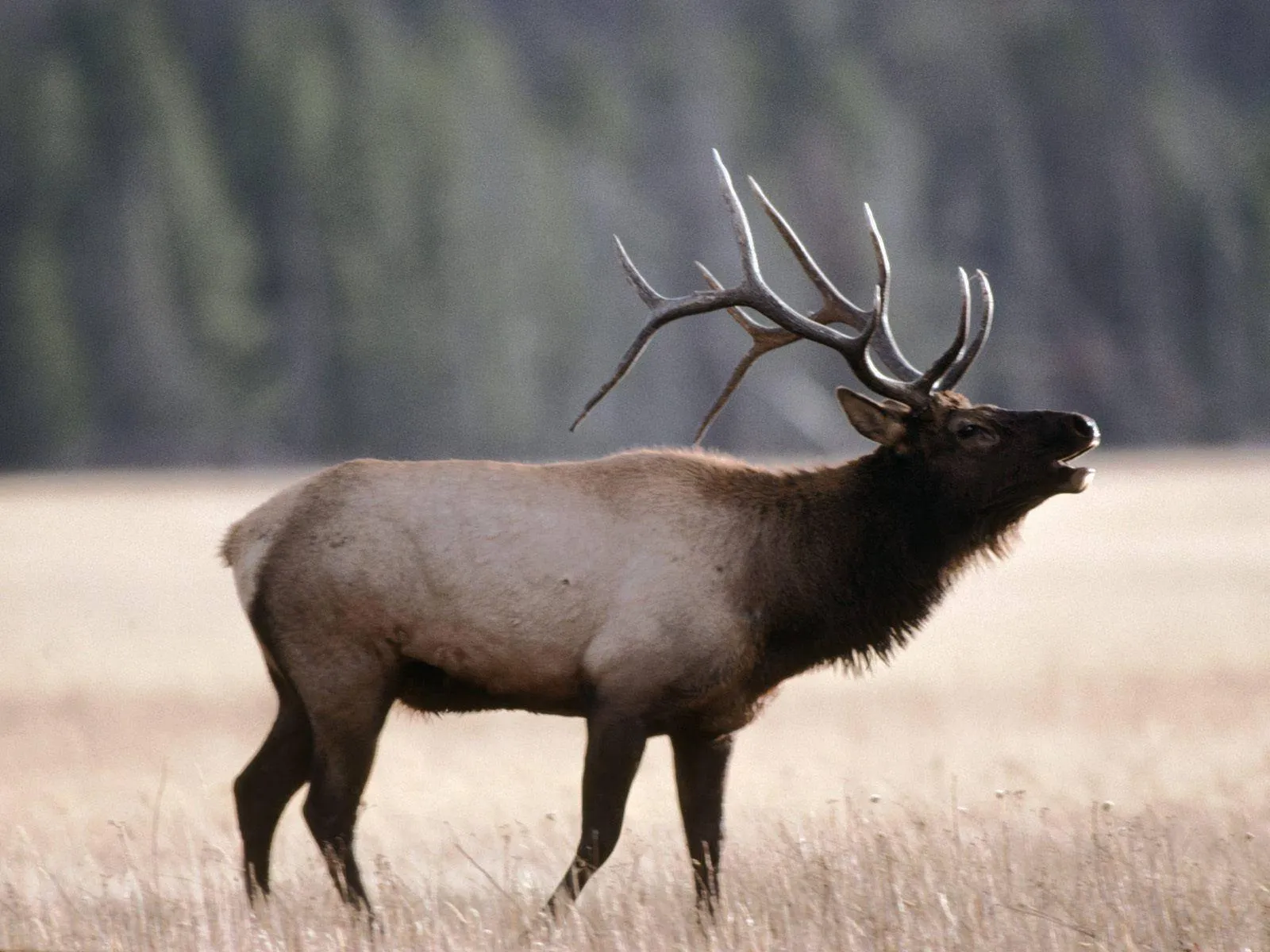 Wild Deer Walking Through Open Dry Field in Nature