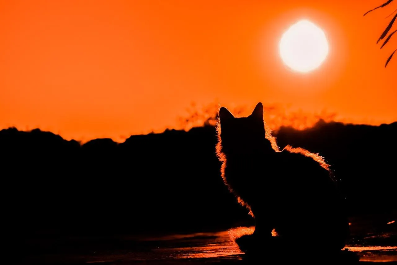 Wild Fox Silhouette at Sunset in Open Field Wallpaper