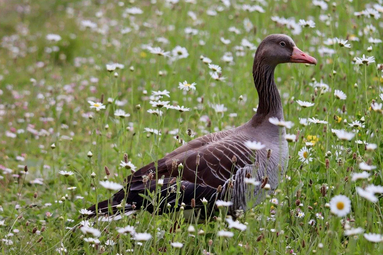 Wild Goose Walking Calmly Through Green Meadow Wallpaper