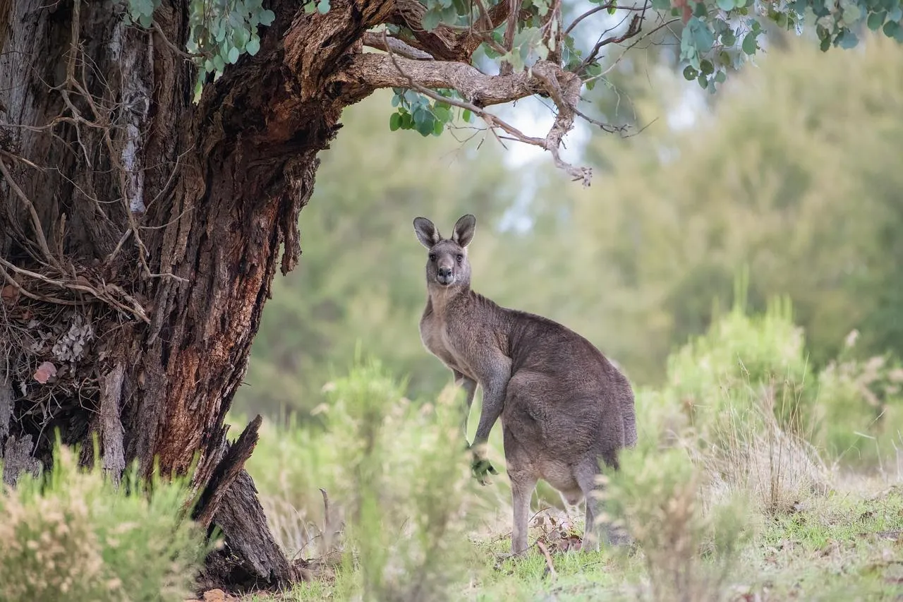 Wild Hare Sitting Calmly Near Tree in Natural Area Wallpaper