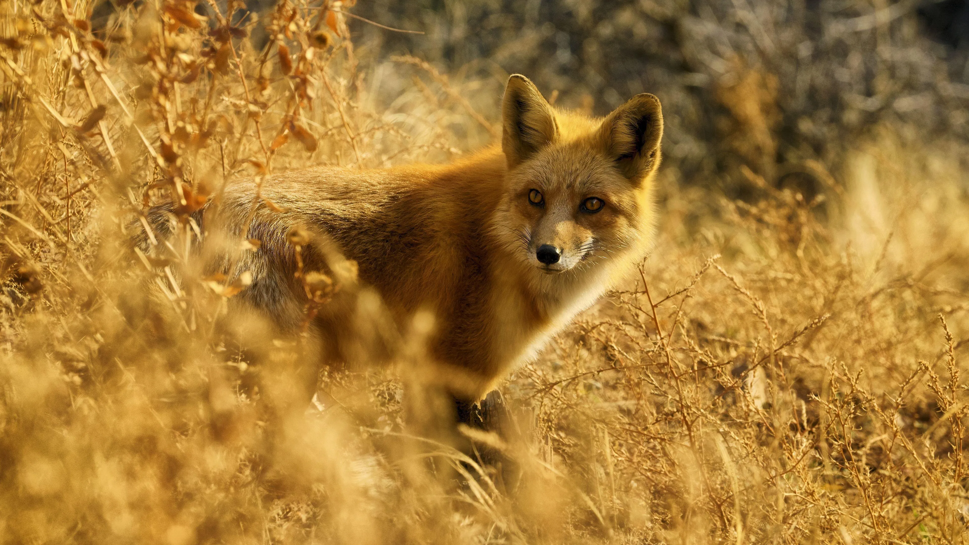Wild Red Fox Standing Among Tall Dry Grass in Golden Light