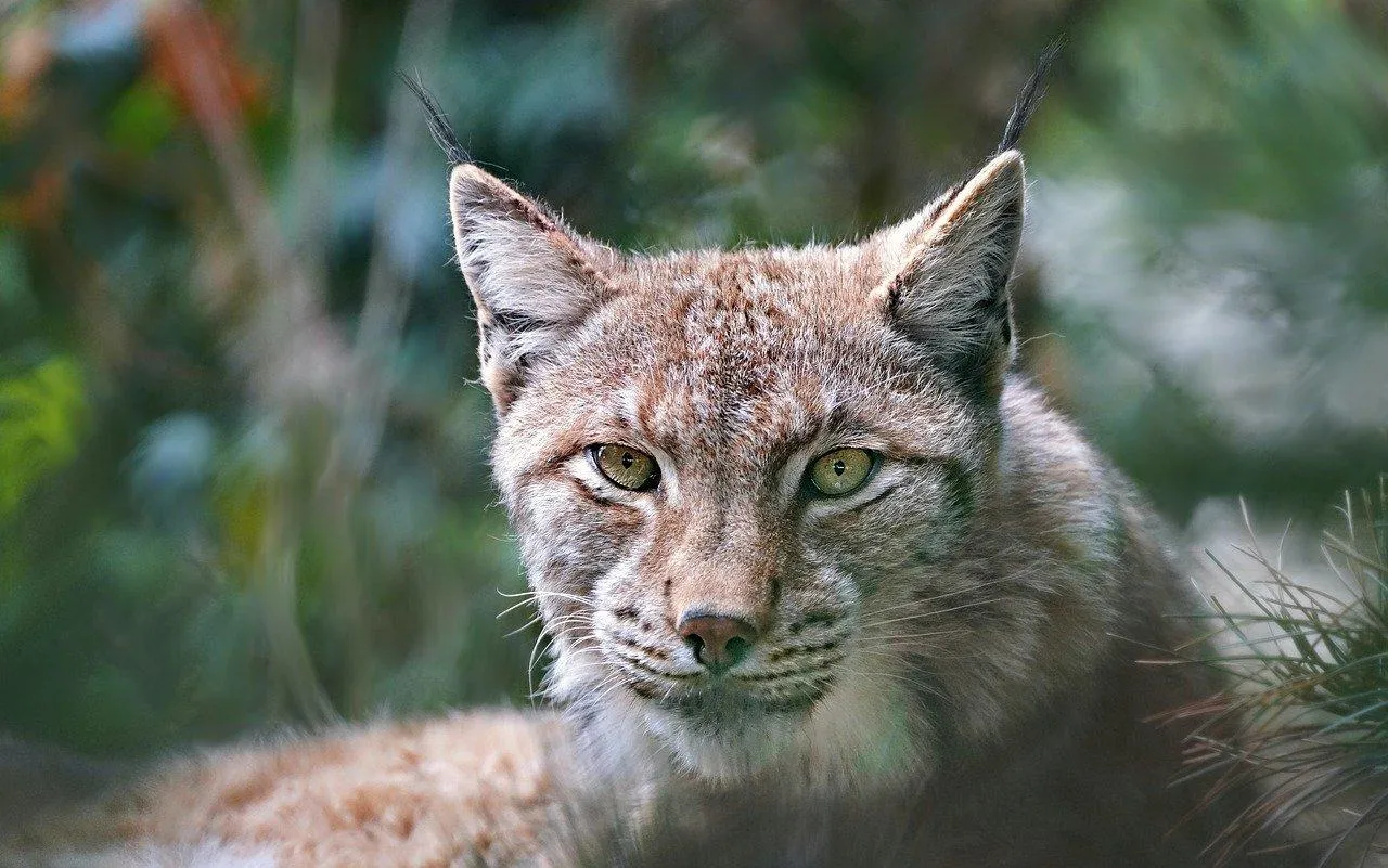 Wildcat watching closely with intense green eyes Wallpapaer