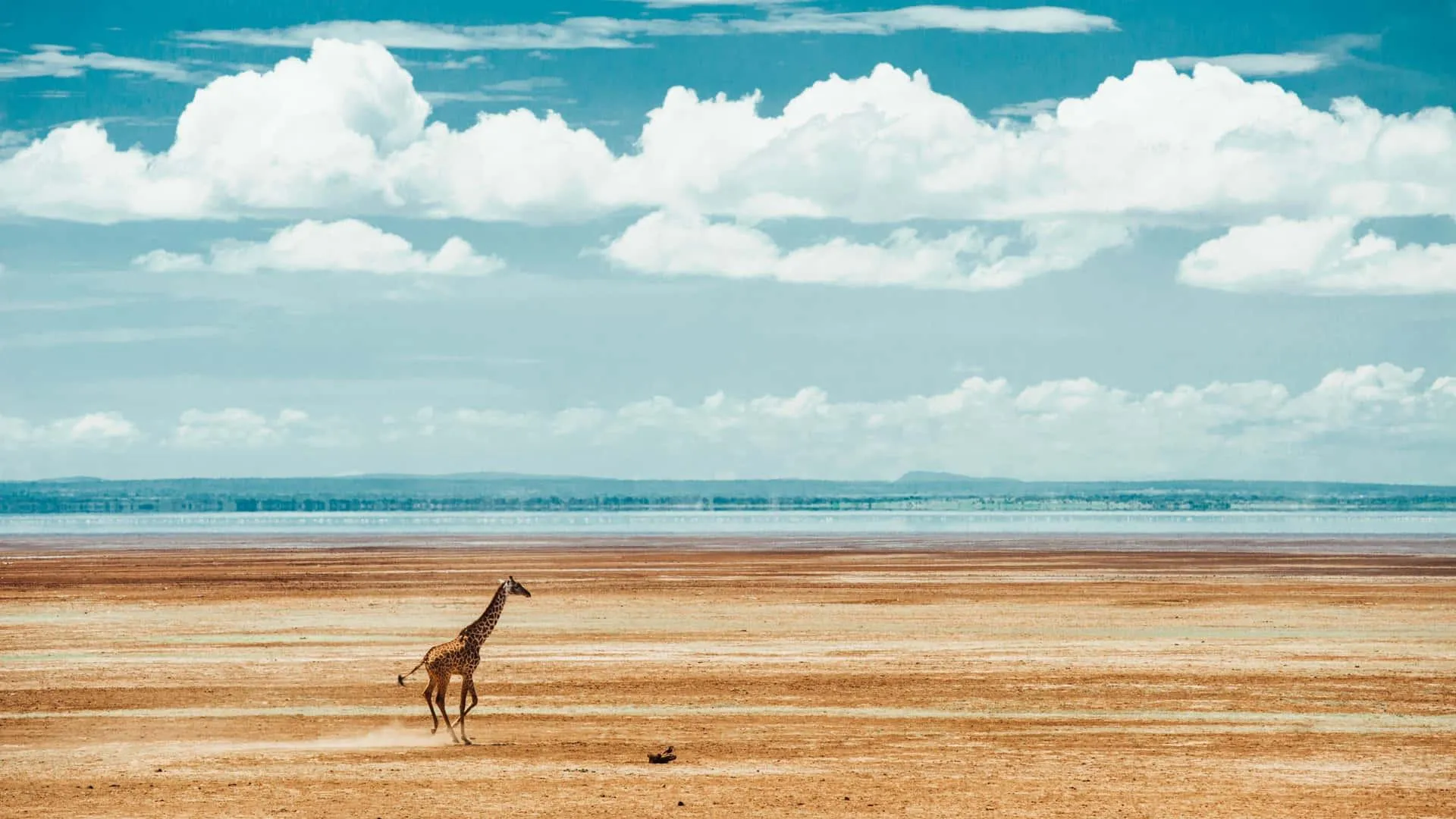 Wildebeest herd grazing across the dry savanna Wallpaper