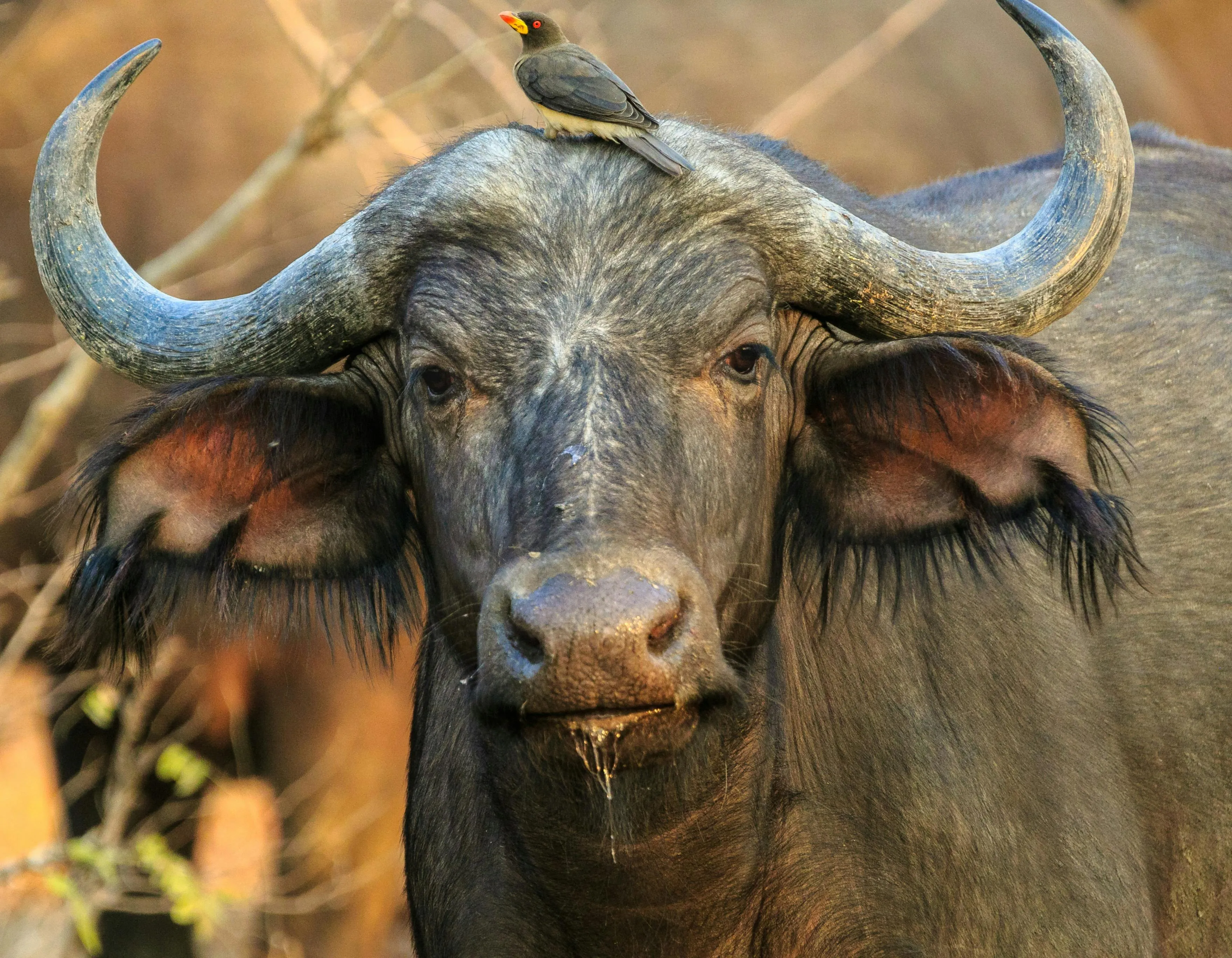Wildebeest Staring Ahead in Dry Grasslands Wallpaper