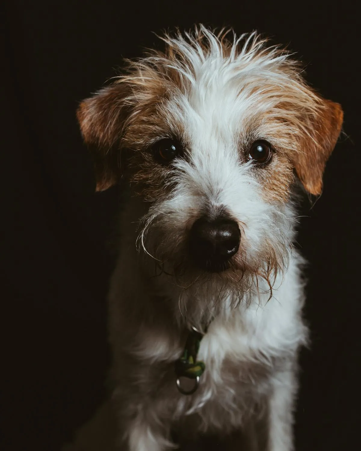 Wire Haired Terrier Sitting Calmly on Dark Background Image