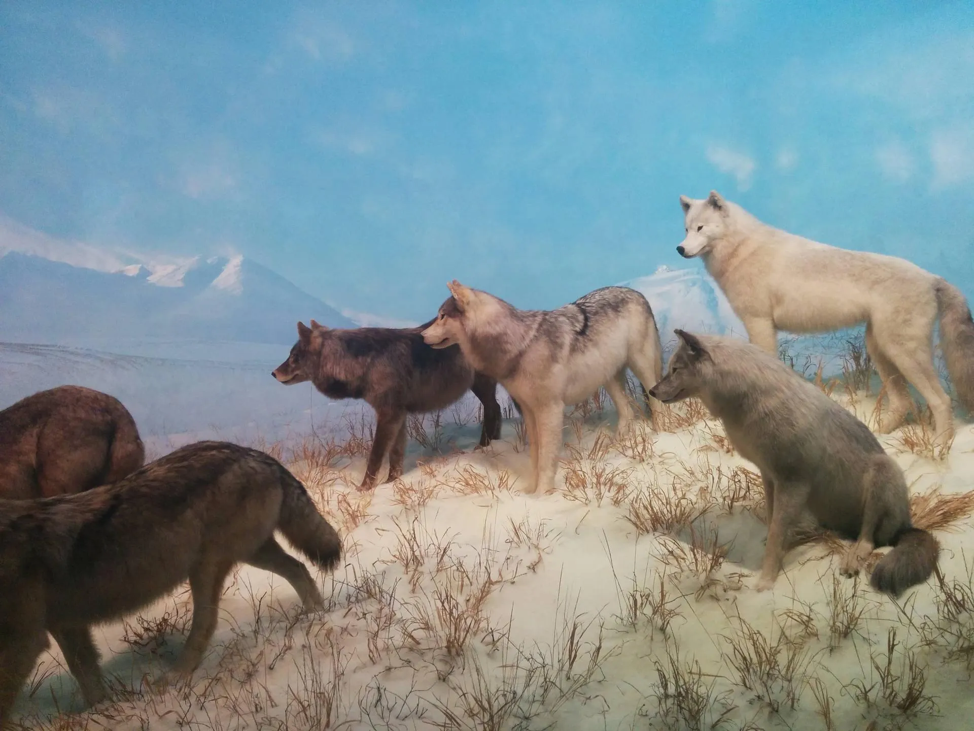Wolves roaming the snowy plains under a clear blue sky