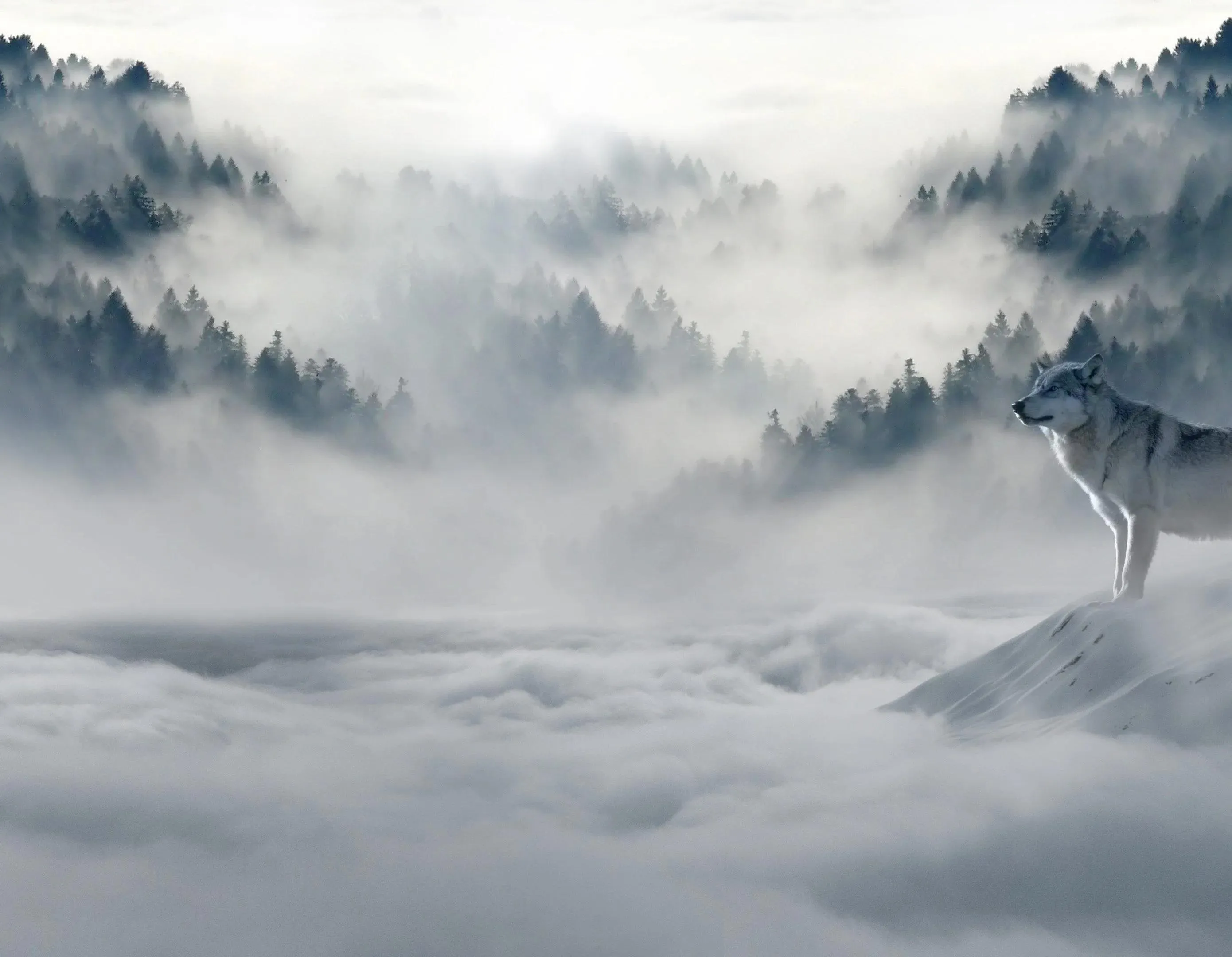 Wolves Walking in Snowy FogCovered Mountain Trail