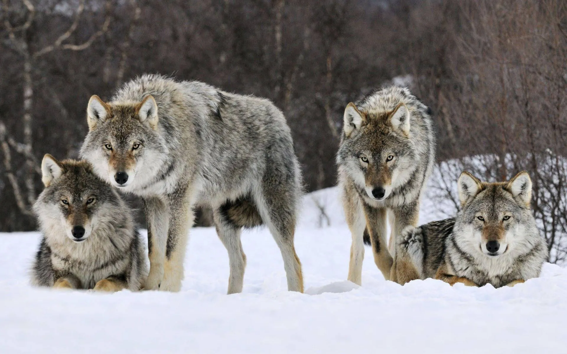Wolves walking through snowy forest trail Wallpaper