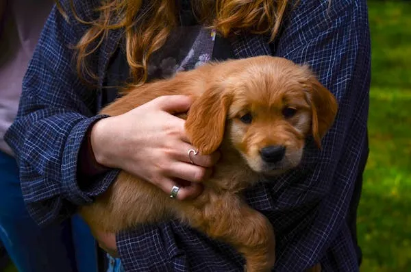 Woman Holding a Cute Brown Puppy Outside in Green Nature
