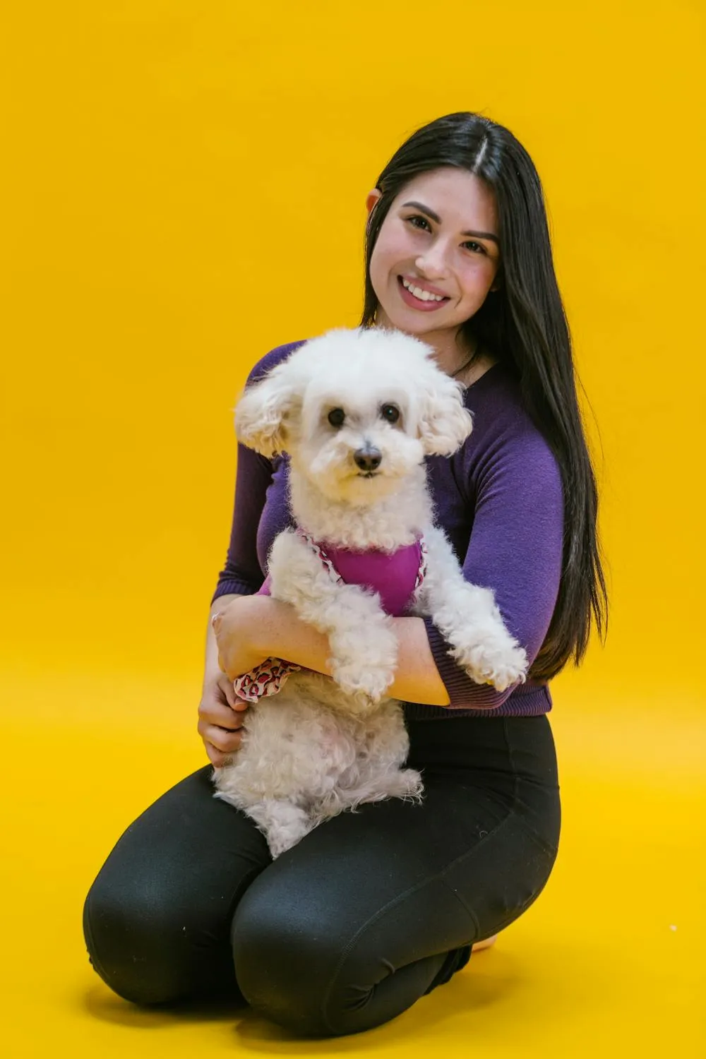 Woman Holding a Fluffy White Dog on a Yellow Backdrop Hd