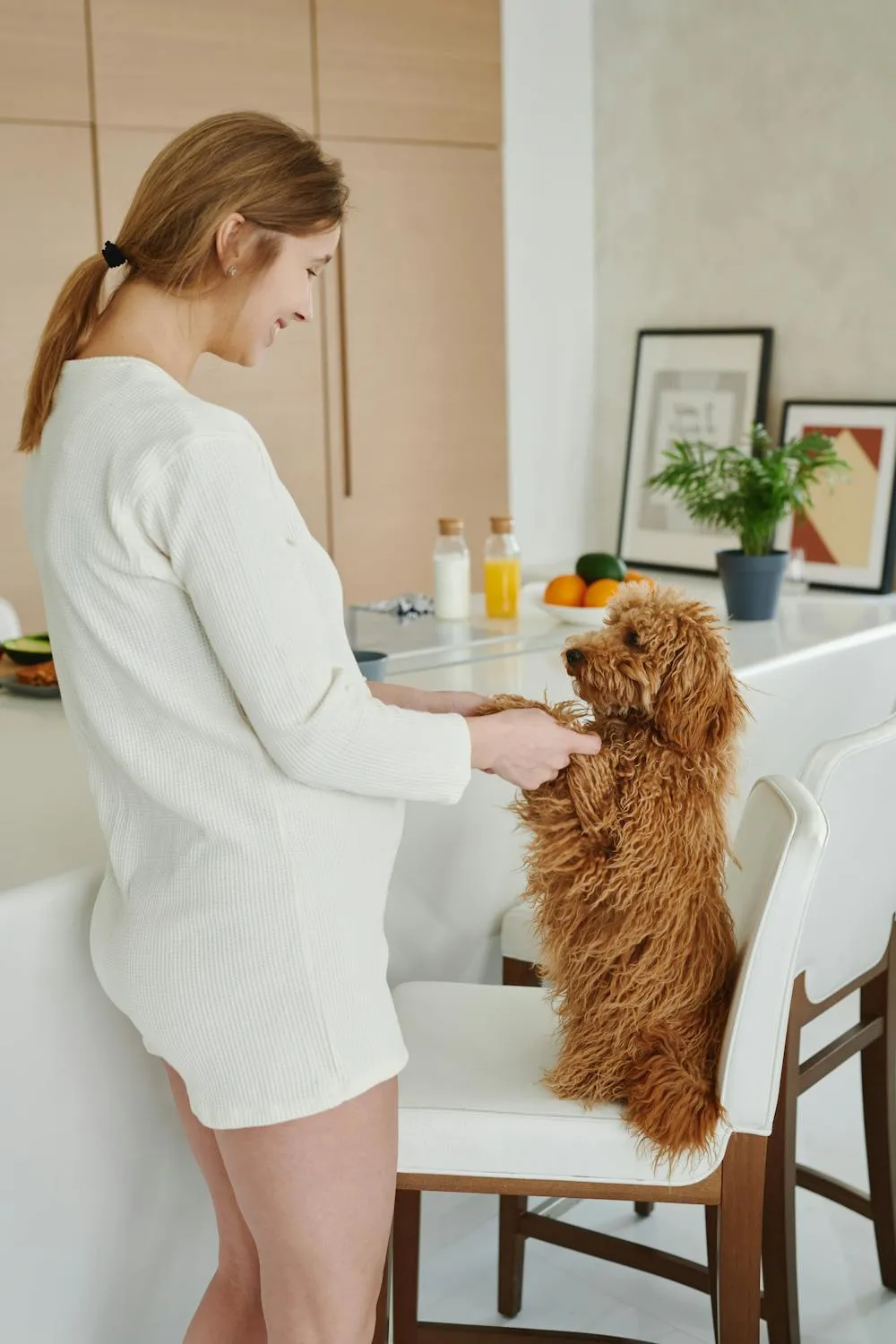 Woman Holding Paws Of Curly Dog Sitting on Chair Wallpaper