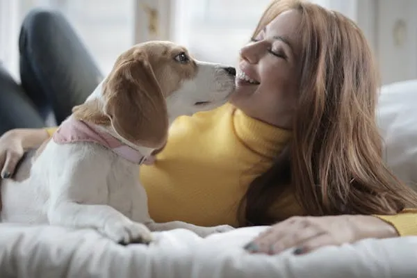 Woman Lying on Bed with Her Playful Beagle Dog Wallpaper
